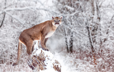 Portrait of a cougar, mountain lion, puma, panther, striking a pose on a fallen tree, Winter scene in the woods © Baranov
