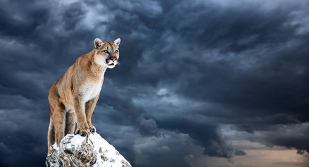 Portrait of a cougar, mountain lion, puma, panther, striking a pose on a fallen tree © Baranov