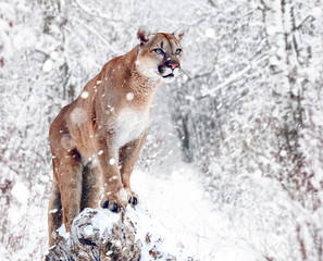 Portrait of a cougar, mountain lion, puma, panther, striking a pose on a fallen tree, Winter scene in the woods