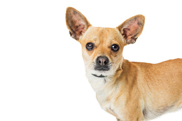 Portrait Chihuahua Dog Copy Space