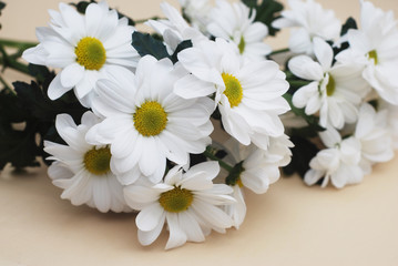 Fototapeta na wymiar Chrysanthemum camomile White Flower Bouquet over Neutral Beige Background with Copy space.