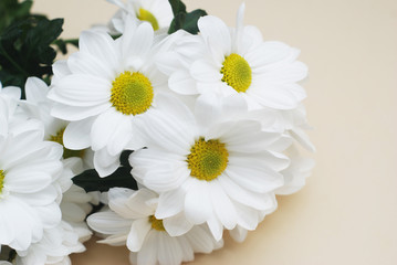 Chrysanthemum camomile White Flower Bouquet over Neutral Beige Background with Copy space.