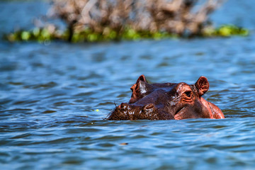 Fototapeta premium Close hippo or Hippopotamus amphibius in water