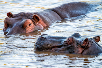 Fototapeta premium Close hippo or Hippopotamus amphibius in water
