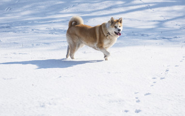 Nice akita dog in snow