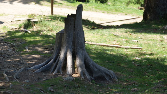 SONY DSC