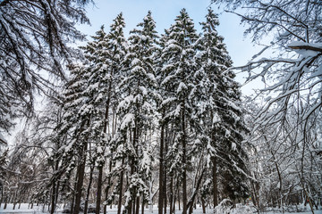 Group of four spruces in the natural frame of other trees branches © Blue Cat Studio