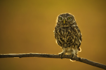 Little Owl - Athene noctua, small beautiful owl from European forest sitting on the branch in nice evening golden light with clear background.