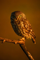 Little Owl - Athene noctua, small beautiful owl from European forest sitting on the branch in nice evening golden light with clear background.