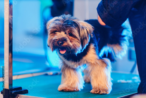 Female Groomer Haircut Yorkshire Terrier On The Table For