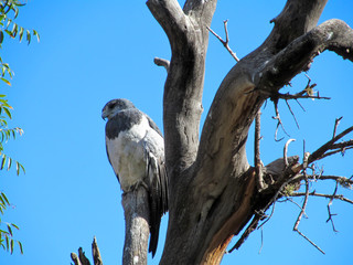 Águila mora o Geranoaetus melanoleucus en un árbol