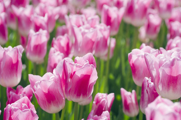 Obraz na płótnie Canvas Blossom tulip, floral background, gardening. Spring holiday card, floral background. Open pink blossom tulip flower in garden. Selective focus