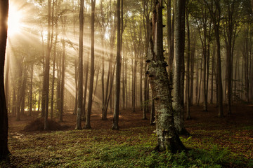 Fototapeta na wymiar Autumn forest trees. Nature green wood sunlight backgrounds.