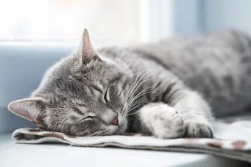 Crédence de cuisine en verre imprimé Chat Chat domestique endormi