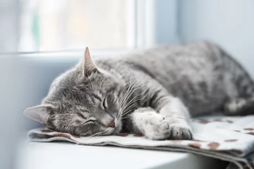 Tissu par mètre Chat Chat domestique endormi