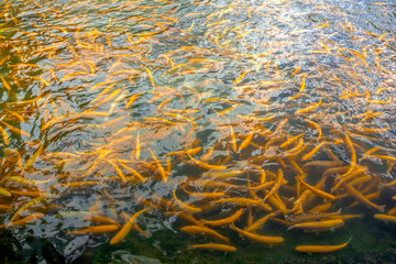 A lot of gold trout floating in a green pond on a trout farm