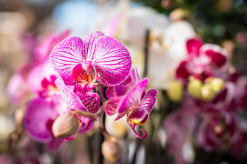 Beautiful pink orchid flowers under spring sunshine. - obrazy, fototapety, plakaty