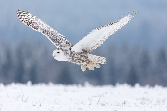 Schneeeule im Schnee
