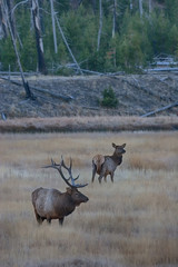 A large bull elk stands watch over a cow during the fall rutting season.