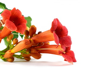 Red flowers of trumpet creeper climber vine - Campsis radicans isolated on white background.