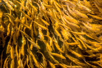 A lot of gold trout floating in a pond on a trout farm