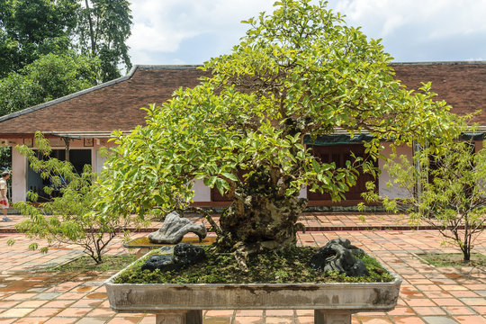 bonsai inside the pagoda Thien Mu in the city of Hue, Vietnam.