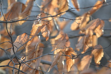 American Beech Leaves Hold On