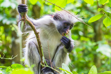 Zanzibar red colobus monkey. Zazibar, Tanzania.