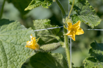  Cucumber plant and flower