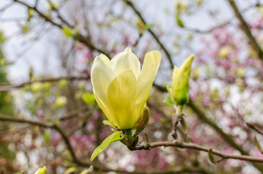 Yellow Magnolia Butterflies. Branches on natural background.