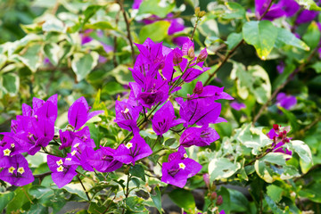 Flowering Vine
