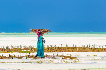 Woman working in sea weed plantation. Paje, Zanzibar, Tanzania. - obrazy, fototapety, plakaty