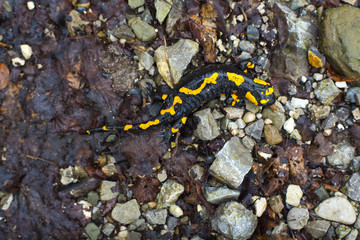 The fire salamander