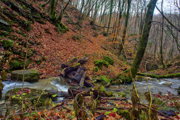 Creek in the wooded forest trees