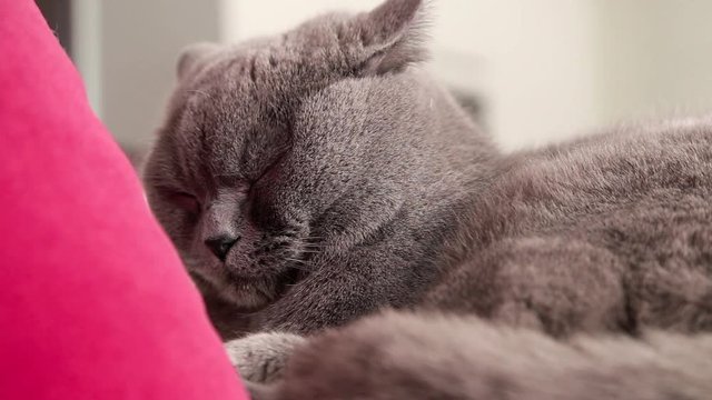 Britisch Kurzhaar Kater liegt auf Sofa und leckt sich die Pfoten, full HD Video Footage