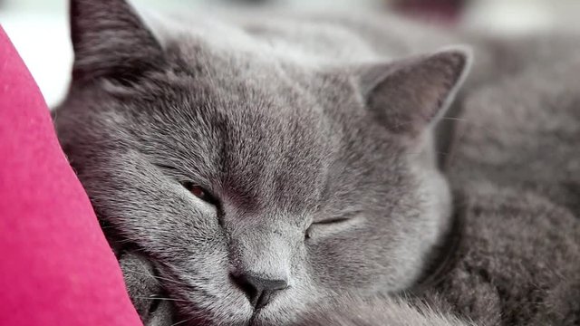 Britisch Kurzhaar Kater kuschelt sich in seine Decke auf dem Sofa und blinzelt, full HD Video Footage