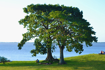 Fototapeta na wymiar Porto Alegre - Beautiful tree in the Gasômetro Park, Brazil