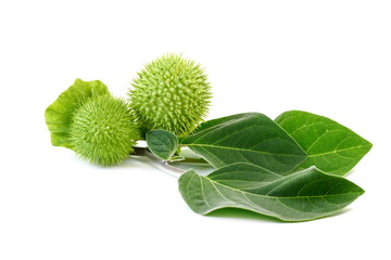 Jimsonweed fruit. Pod of Jimson Weed, Datura stramonium, also known as Devil's snare, Thorn Apple,...