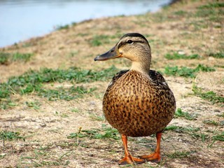 duck by the river