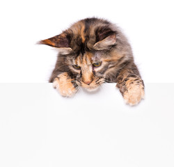 Maine Coon cat holding sign or banner. Funny pet showing placard with space for text. Beautiful domestic kitty with blank board, isolated on white background.