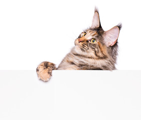Maine Coon cat holding sign or banner. Funny pet showing placard with space for text. Beautiful domestic kitty with blank board, isolated on white background.