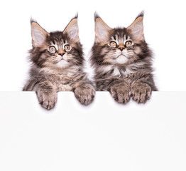 Fototapeta na wymiar Maine Coon kittens holding sign or banner. Funny pets cats showing placard with space for text. Two beautiful domestic kitty with blank board, isolated on white background.