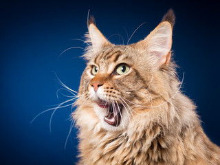 Portrait of funny Maine Coon cat. Close-up studio photo of beautiful big adult black tabby cat on blue background. 