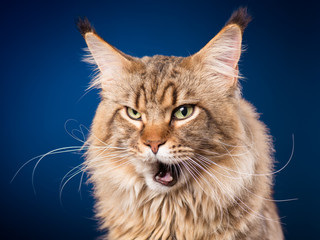Portrait of funny Maine Coon cat. Close-up studio photo of beautiful big adult black tabby cat on blue background. 