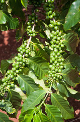 Coffee beans growing on plants at a coffee bean plantation on Kauai, Hawaii