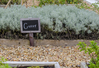 Curry Spice Sign in Organic Herb Garden