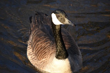 Goose 2