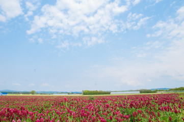 ストロベリーキャンドル畑と青空