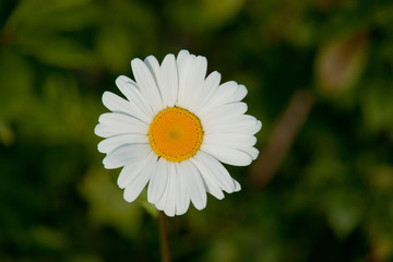 daisy