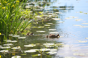Duck family
